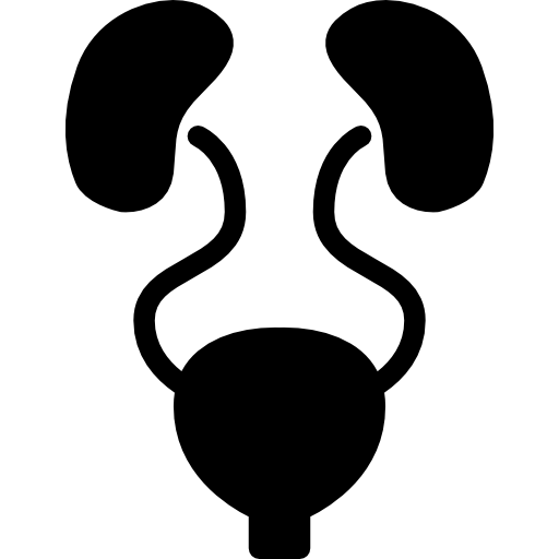 صحة الجهاز البولى